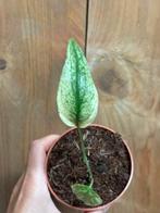 Monstera deliciosa variegata plant mint albo large form, Ophalen of Verzenden, Overige soorten, Minder dan 100 cm