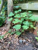 Witte druif uit Dordogne, sterk ras, Ophalen, Overige soorten