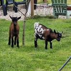 2 lieve bokjes, Dieren en Toebehoren, Schapen, Geiten en Varkens