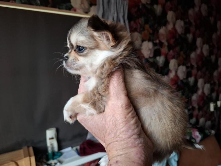 3 prachtige chihuahua pups 2 meiden 1 heer, Dieren en Toebehoren, Honden | Chihuahua's en Gezelschapshonden, Meerdere dieren, Chihuahua