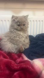 Een lieve britse langhaar kitten, Dieren en Toebehoren, Poes, Langharig, 0 tot 2 jaar