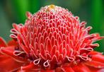 15 red Etlingera Elator. seeds, Tuin en Terras, Bloembollen en Zaden, Ophalen of Verzenden, Volle zon