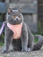 Britse korthaar kitten, Poes, Gechipt
