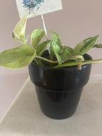 Scindapsus Aureus in een pot/kamerplant, Huis en Inrichting, Kamerplanten, Ophalen, In pot, Halfschaduw, Minder dan 100 cm