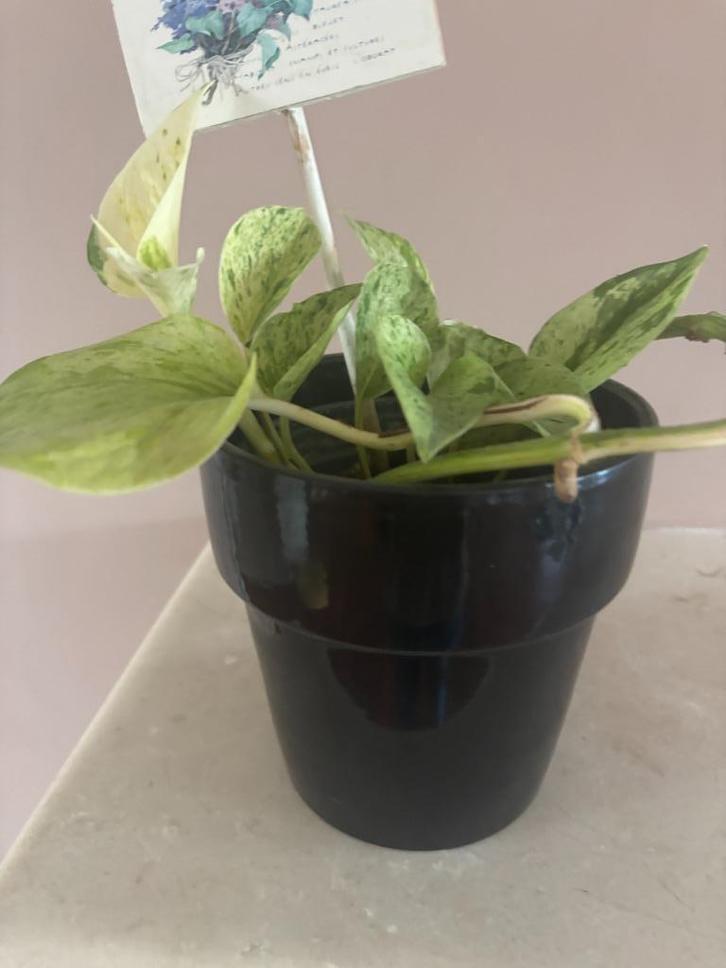 Scindapsus Aureus in een pot/kamerplant, Huis en Inrichting, Kamerplanten, Minder dan 100 cm, Halfschaduw, In pot, Ophalen