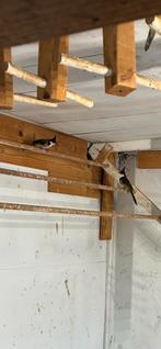 Buulbuul, Dieren en Toebehoren, Meerdere dieren, Geringd