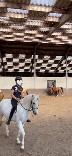 Ik zoek een verzorg pony, Dieren en Toebehoren, Paarden en Pony's | Verzorgingsproducten, Ophalen of Verzenden