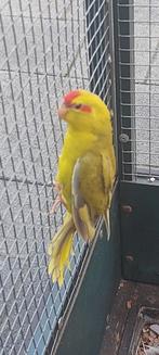 Te koop  jonge kakariki man, Dieren en Toebehoren, Vogels | Parkieten en Papegaaien, Meerdere dieren, Parkiet