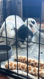 Voedstertje te koop, Dieren en Toebehoren, Vrouwelijk, Dwerg, Hangoor, 0 tot 2 jaar