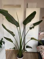 Strelitzia Nicolai, Huis en Inrichting, Kamerplanten, Ophalen, Overige soorten, 200 cm of meer