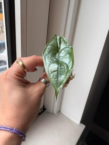 Alocasia Dragons Breath/Heterophylla beschikbaar voor biedingen