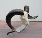 Grote schedel RAM heideschaap op metalen sokkel (gewei), Verzamelen, Dierenverzamelingen, Ophalen of Verzenden, Zo goed als nieuw