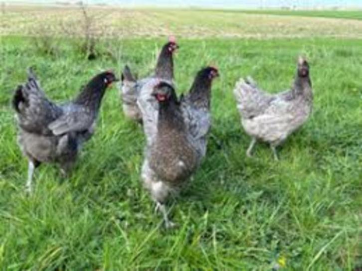 Luxe Legkippen................, Dieren en Toebehoren, Pluimvee, Kip, Vrouwelijk