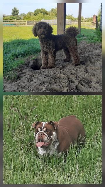 Engelse bul x Labradoodle beschikbaar voor biedingen