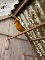 Goudfazant, Dieren en Toebehoren, Mannelijk, Tropenvogel