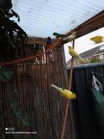 Gouldamanides 2 mannen 1 pop, Dieren en Toebehoren, Meerdere dieren