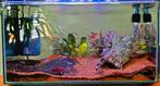 Nano aquarium, Ophalen, Zo goed als nieuw