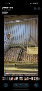 Te koop gevraagd jonge kanaries, Meerdere dieren