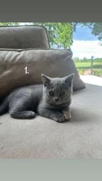 Britse korthaar kittens (alleen nog poesjes), 0 tot 2 jaar