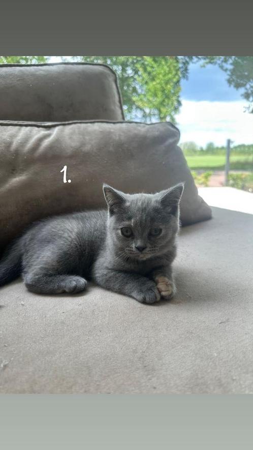 Britse korthaar kittens (alleen nog poesjes), Dieren en Toebehoren, Katten en Kittens | Dekkaters, 0 tot 2 jaar