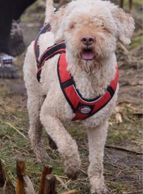 Zero dc harnas canicross, Dieren en Toebehoren, Honden-accessoires, Zo goed als nieuw, Ophalen of Verzenden
