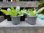 MOOIE JONGE KAARDENBOL PLANTJES, Volle zon, Tweejarig, Zomer, Ophalen