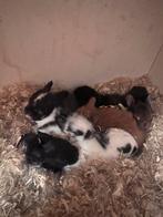 Baby konijntjes, Dieren en Toebehoren, Konijnen, Meerdere dieren, Dwerg