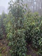Prunus lusitanica, Tuin en Terras, Planten | Struiken en Hagen, Ophalen, Laurier, 100 tot 250 cm
