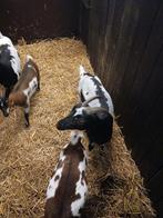 Zwartbonte dwerggeit, Dieren en Toebehoren, Schapen, Geiten en Varkens, Vrouwelijk, Geit