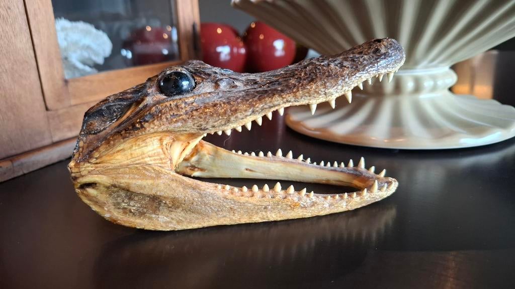 Krokodillen kop te koop, taxidermie, Ophalen of Verzenden, Gebruikt