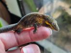 Eurydactylodes agricolae, Dieren en Toebehoren, Reptielen en Amfibieën