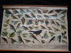 Oude schoolkaart Zangvogels J Thieme en Cie, Antiek en Kunst, Ophalen, Natuur en Biologie