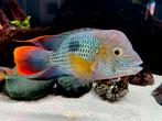 Andinoacara rivulatus (Green terror gold saum), Vis, Zoetwatervis