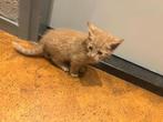 Lieve boerderijkittens te koop, Dieren en Toebehoren, Katten en Kittens | Overige Katten, Kater, Kortharig, 0 tot 2 jaar