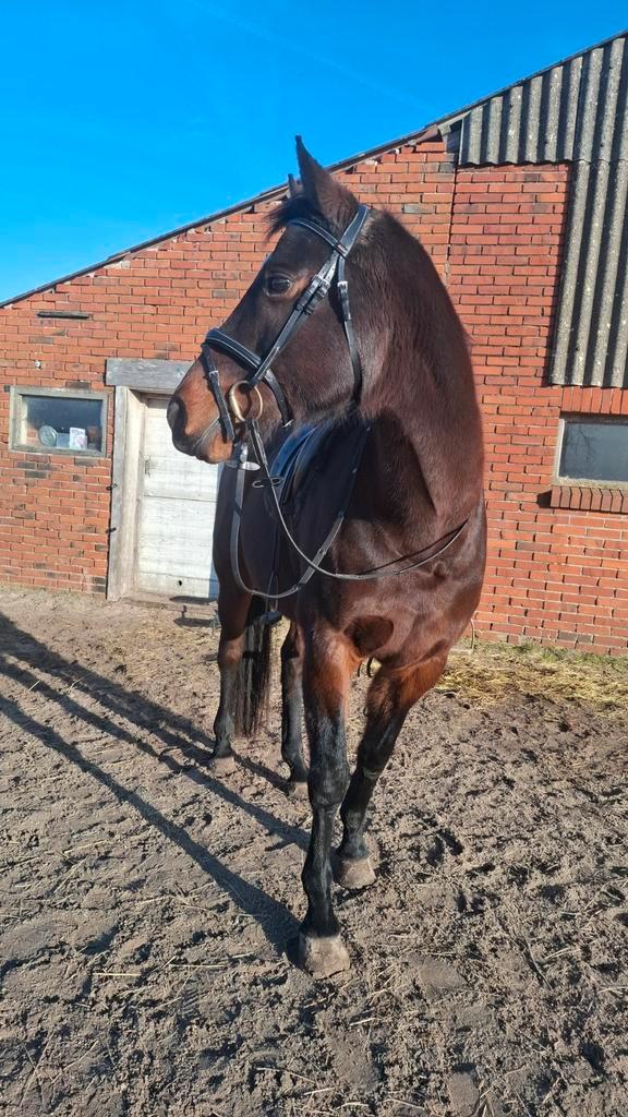 Verzorgpaard aangeboden omgeving Emlichheim, Dieren en Toebehoren, Paarden en Pony's | Overige Paardenspullen, Dressuur, Ophalen