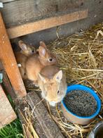 4 leuke konijntjes, Dieren en Toebehoren, Vrouwelijk, Klein, 0 tot 2 jaar