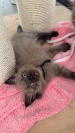 Nog 1! 100% ragdoll poesje seal/sepia mink beschikbaar, Dieren en Toebehoren, Poes, Ontwormd