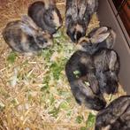 baby konijntjes, Dieren en Toebehoren, Konijnen, Meerdere dieren, Dwerg