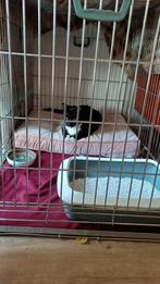 Bench, Dieren en Toebehoren, Hondenhokken, Ophalen, 75 tot 110 cm, 65 tot 100 cm