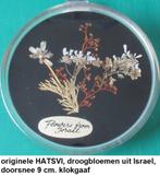 originele HATSVI wandhanger, droogbloemen uit Israël, Zo goed als nieuw, Ophalen