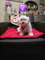 mooie havanezer pups, Dieren en Toebehoren, België, Maltezer, Rabiës (hondsdolheid), 15 weken tot 1 jaar