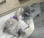 Britse langhaar kittens, Dieren en Toebehoren, Katten en Kittens | Raskatten | Langhaar, Kater, Ontwormd