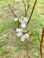 Blauwe Bes ‘Duke’ en Herfstframboos ‘Lagorai’, Tuin en Terras, Planten | Tuinplanten, Ophalen, Volle zon, Vaste plant, Zomer