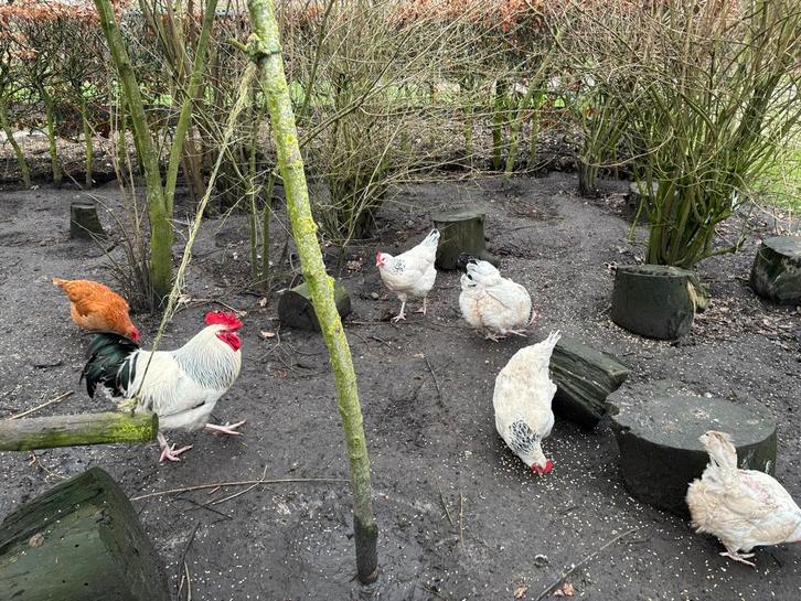 Sussex Columbia kippen (hennen en hanen), Dieren en Toebehoren, Pluimvee, Kip, Meerdere dieren