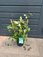 Clematis, Tuin en Terras, Planten | Tuinplanten, Ophalen, Zomer, Overige soorten, Volle zon