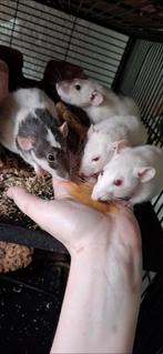 4 Dames Ratten, Dieren en Toebehoren, Knaagdieren, Rat, Vrouwelijk, Mei, Tam