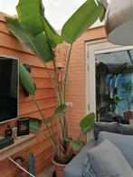 Grote Strelitia Nikolai in kuip, Halfschaduw, Overige soorten, 100 tot 250 cm, Zomer