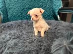 Super leuke kruising chihuahua x poedel pups, 8 tot 15 weken, Meerdere, Meerdere dieren, Chihuahua