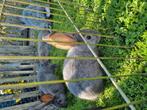 Jonge duitse reuzen, Dieren en Toebehoren, Konijnen, Meerdere dieren, Groot