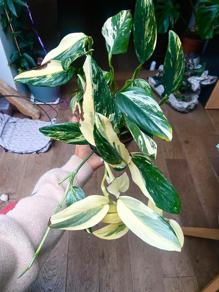 Philodendron standleyana runner kopstek, Huis en Inrichting, Kamerplanten, Minder dan 100 cm, Halfschaduw, Ophalen of Verzenden